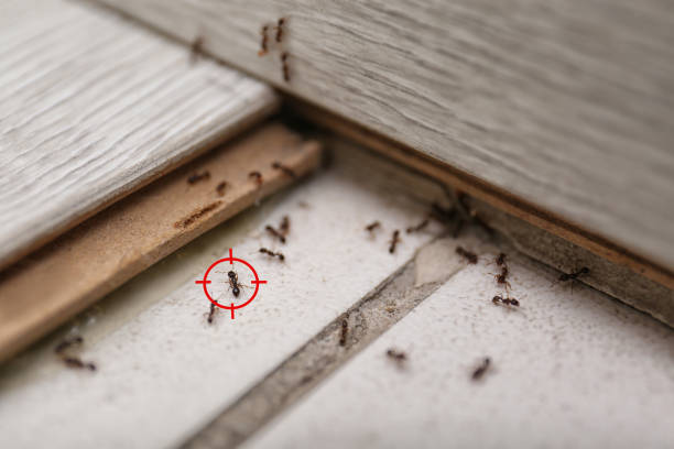 Wasp Removal Services in North Apollo, PA