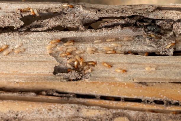 Best Wildlife Control Services  in North Apollo, PA