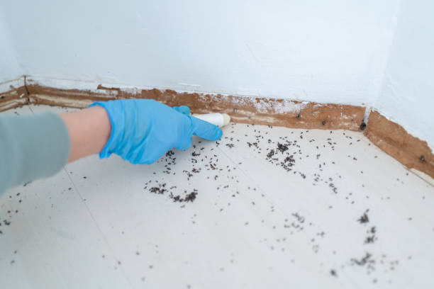Best Local Pest Control Services  in North Apollo, PA